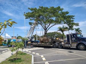 Traslado de Árboles de Gran Tamaño: Proceso, Técnicas y…