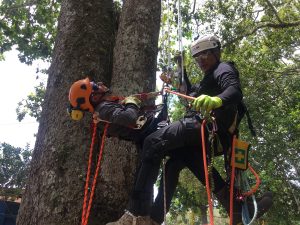 Únete a Nuestro Equipo en Asesorías Forestales LTDA