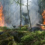 Cómo Mitigar los Riesgos de Incendios en Áreas Boscosas