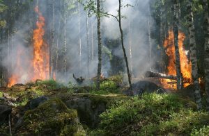 Cómo Mitigar los Riesgos de Incendios en Áreas Boscosas